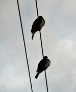 13th Jul 2017 - Wood pigeons on a wire , taken in May