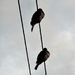 Wood pigeons on a wire , taken in May by Dawn