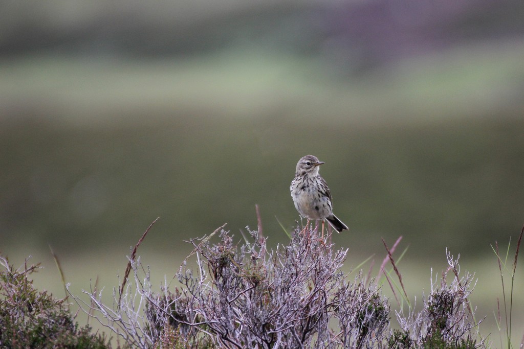 Meadow Pipit by jamibann