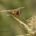 Hoverfly at rest by shepherdmanswife