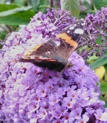 12th Jul 2017 - Red Admiral on Budlia flowers.
