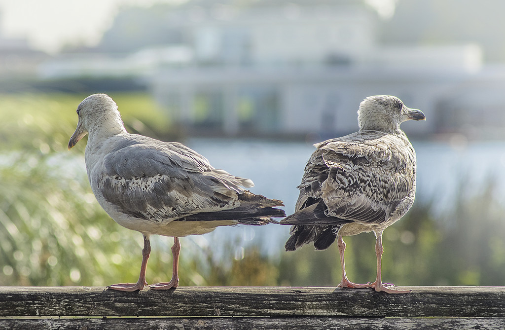Immature Gulls On Fence by davidrobinson