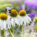 Flowers and Bee by davidrobinson