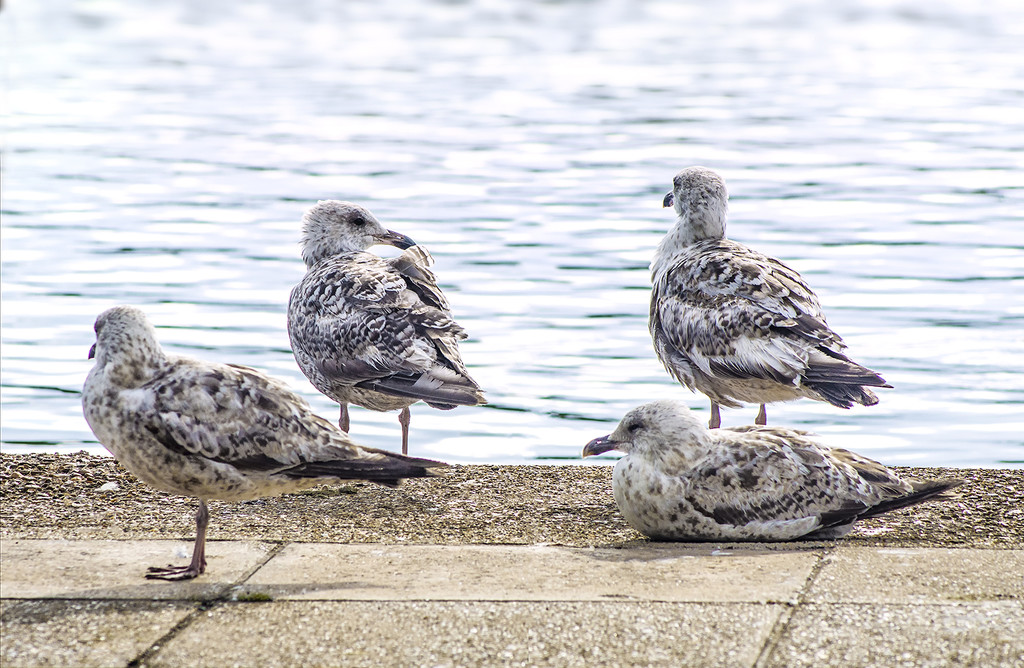 Four Immature Gulls by davidrobinson