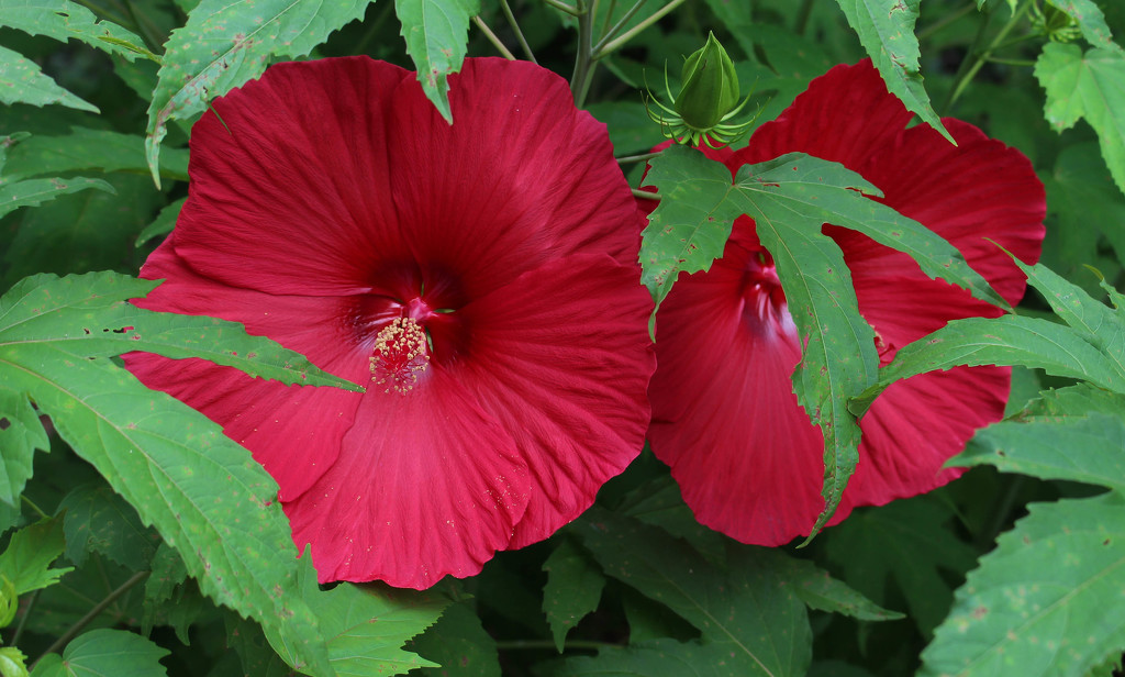 Large red flowers by mittens