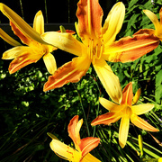 13th Jul 2017 - Yellow And Orange Day Lilies
