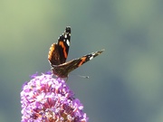 13th Jul 2017 -  Red Admiral on Buddleia