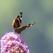  Red Admiral on Buddleia by susiemc