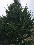 5th Jul 2017 - Ginkgo tree