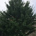 Ginkgo tree by kchuk