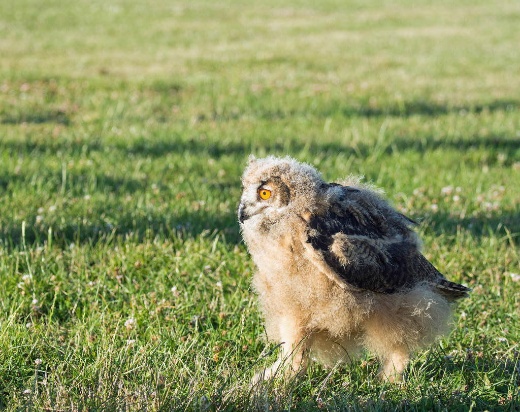 Baby owl by rosiekind