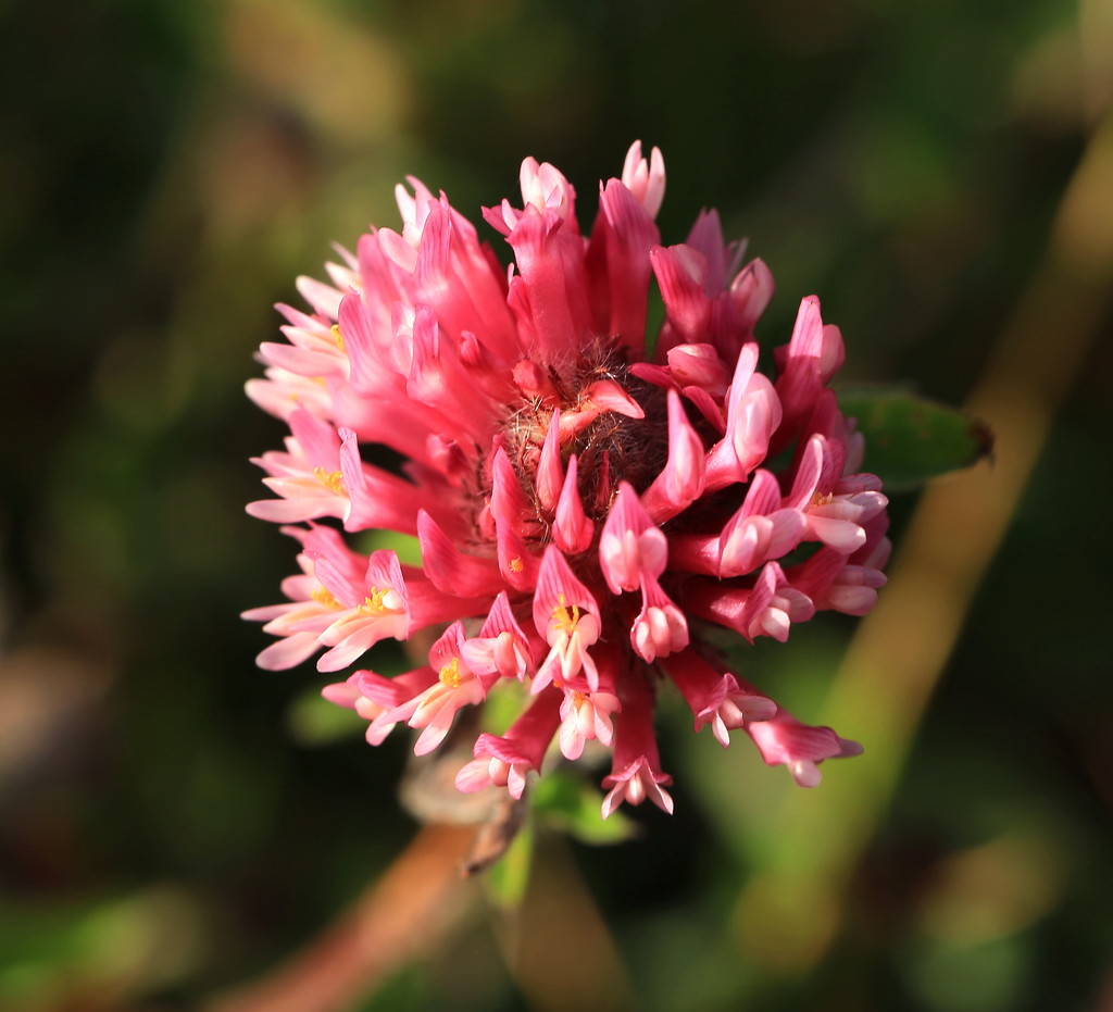 Red Clover by lifeat60degrees