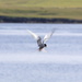 Tern by lifeat60degrees