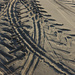 189 - Tracks in the sand by bob65