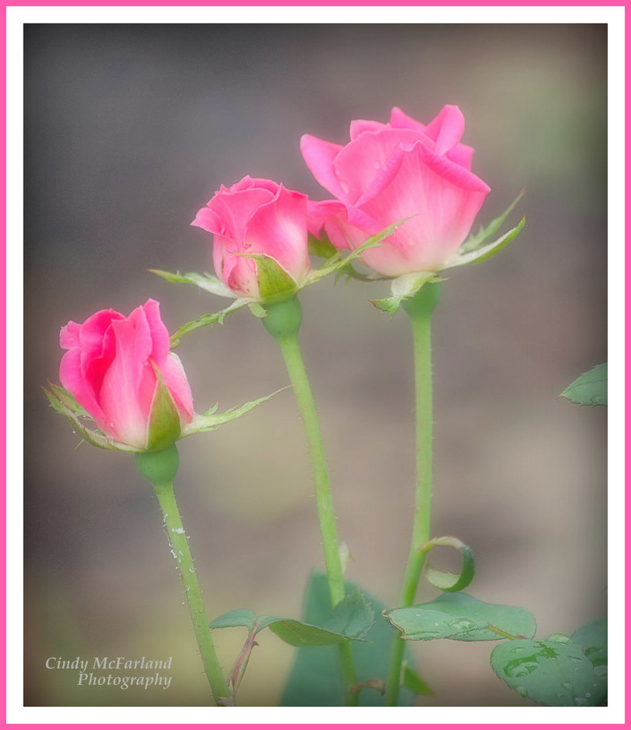 Three Pink Roses by cindymc