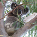 meet Gizmo by koalagardens
