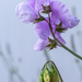 sweet pea and lavender by callymazoo