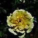 Yellow Rose ~ by happysnaps