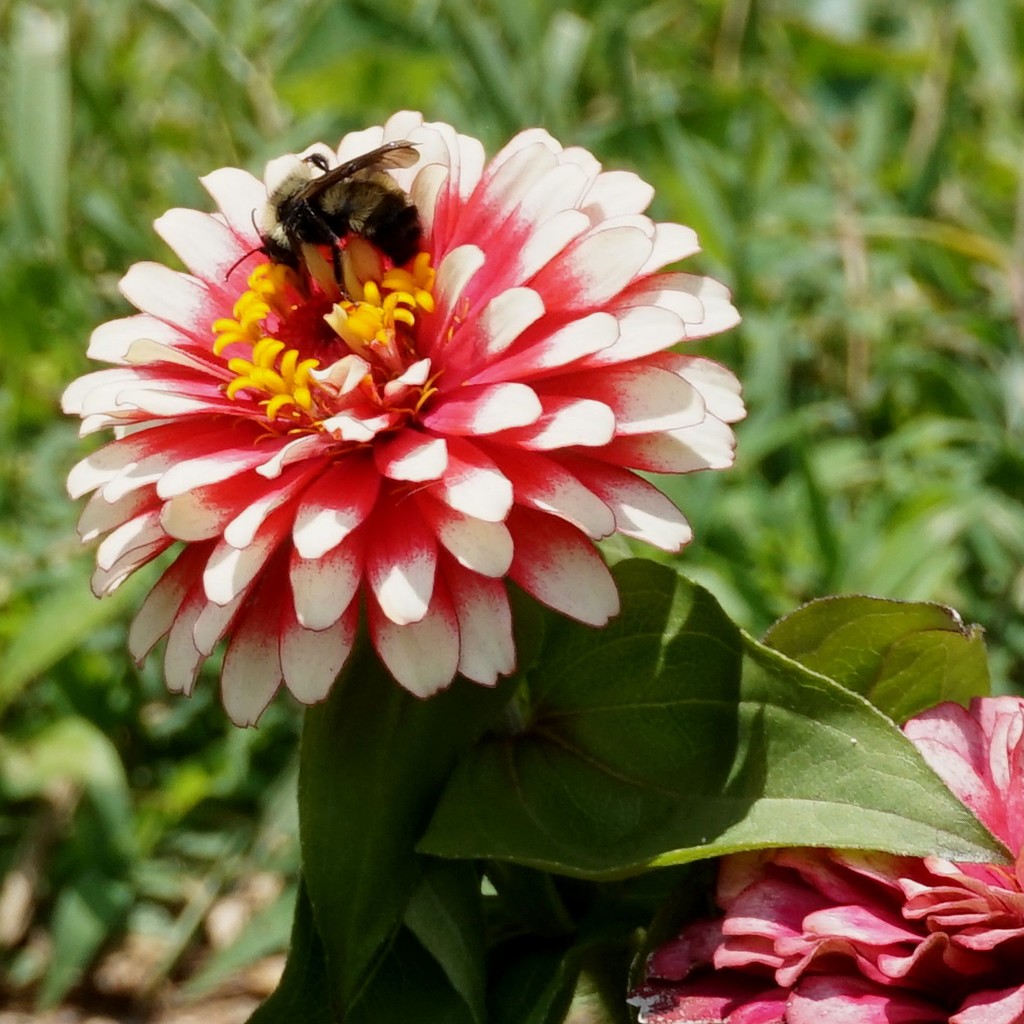 Bee on a zinnia by tunia