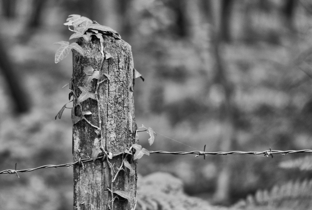 Occasional Fence Post 22 by vignouse