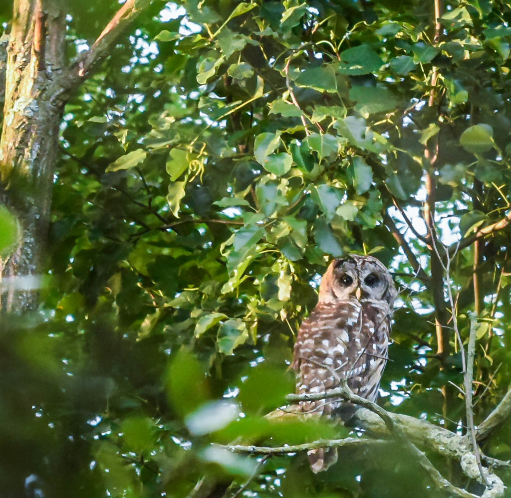 Barred Owl in Olney by marylandgirl58