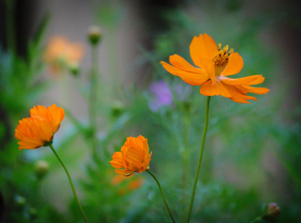 Wildflowers in Orange by marylandgirl58