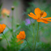 Wildflowers in Orange by marylandgirl58