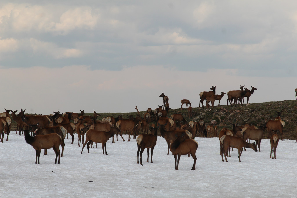 0709_2515 Herd of Caribou by pennyrae