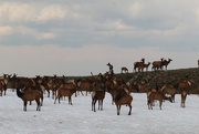 9th Jul 2017 - 0709_2515 Herd of Caribou