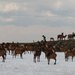 0709_2515 Herd of Caribou by pennyrae