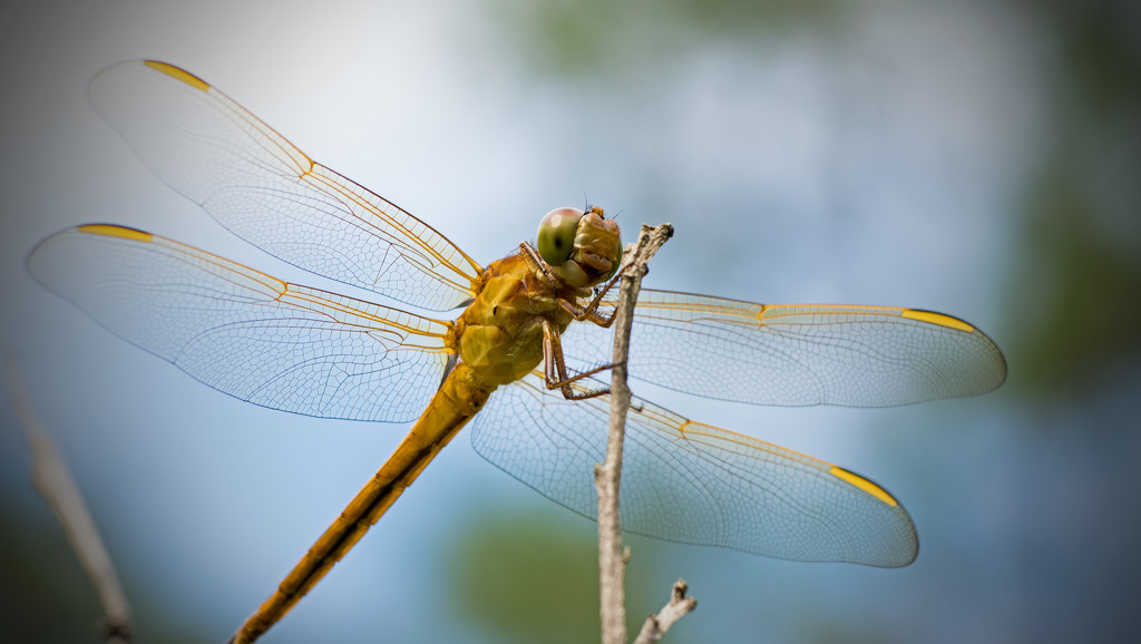 Dragonfly Up Close! by rickster549