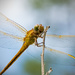 Dragonfly Up Close! by rickster549