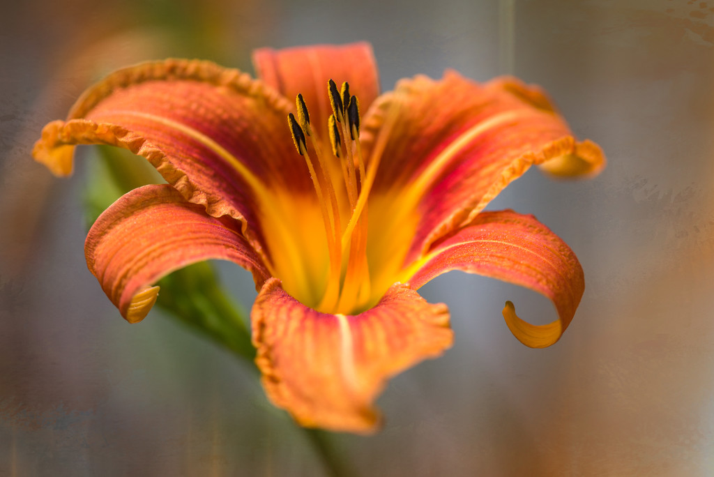 Day Lilies in the Garden by taffy