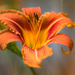 Day Lilies in the Garden by taffy