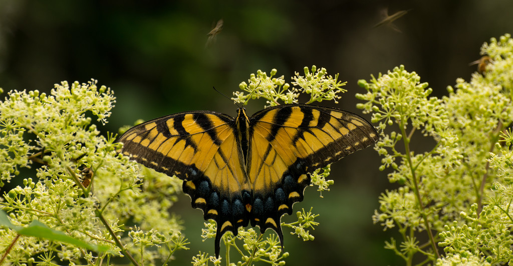 One More Eastern Tiger Swallowtail Butterfly With the Bee's!!! by rickster549