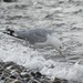 Gull along lake huron by amyk