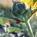 Ladybug, Ladybug fly away home by sandlily
