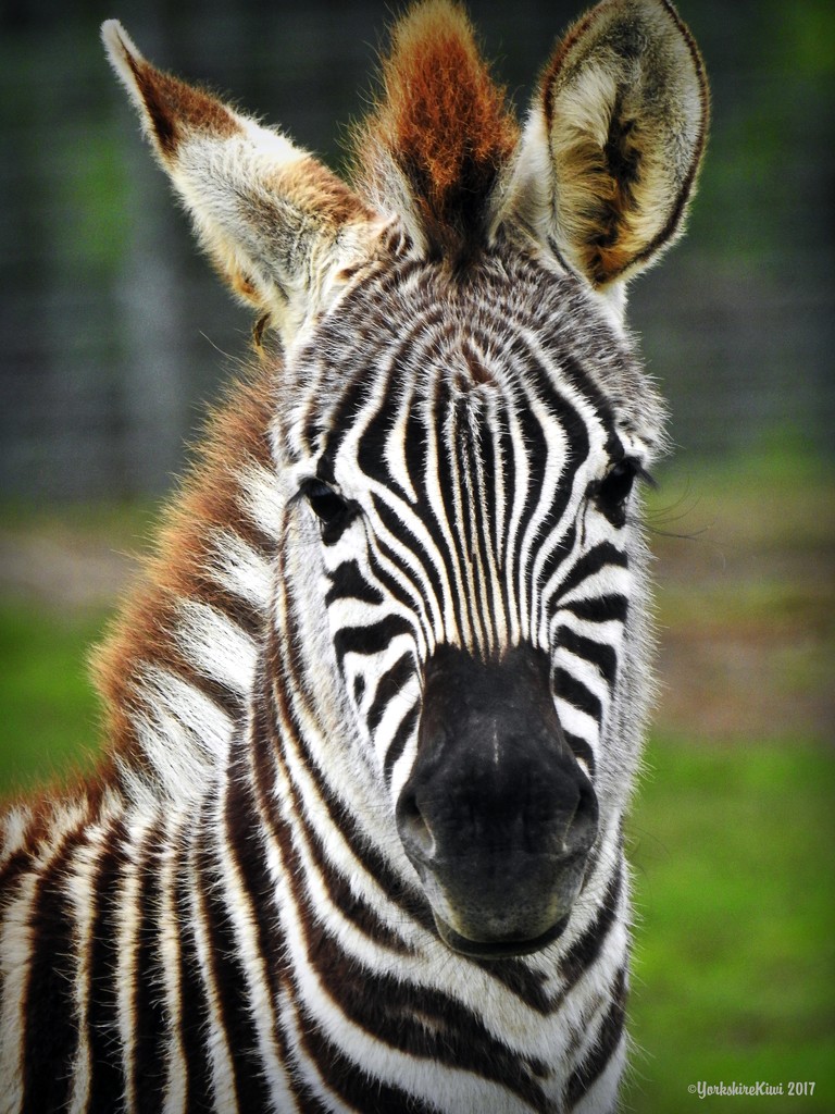 Young Zebra by yorkshirekiwi