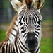 Young Zebra on 365 Project