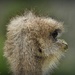 Ostrich  hair-do by yorkshirekiwi