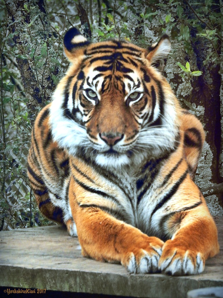 Tiger Feet by yorkshirekiwi