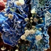 Blue carnations by homeschoolmom