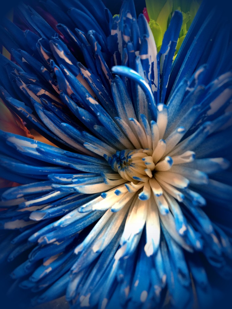 Blue flower by homeschoolmom
