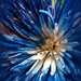 Blue flower by homeschoolmom