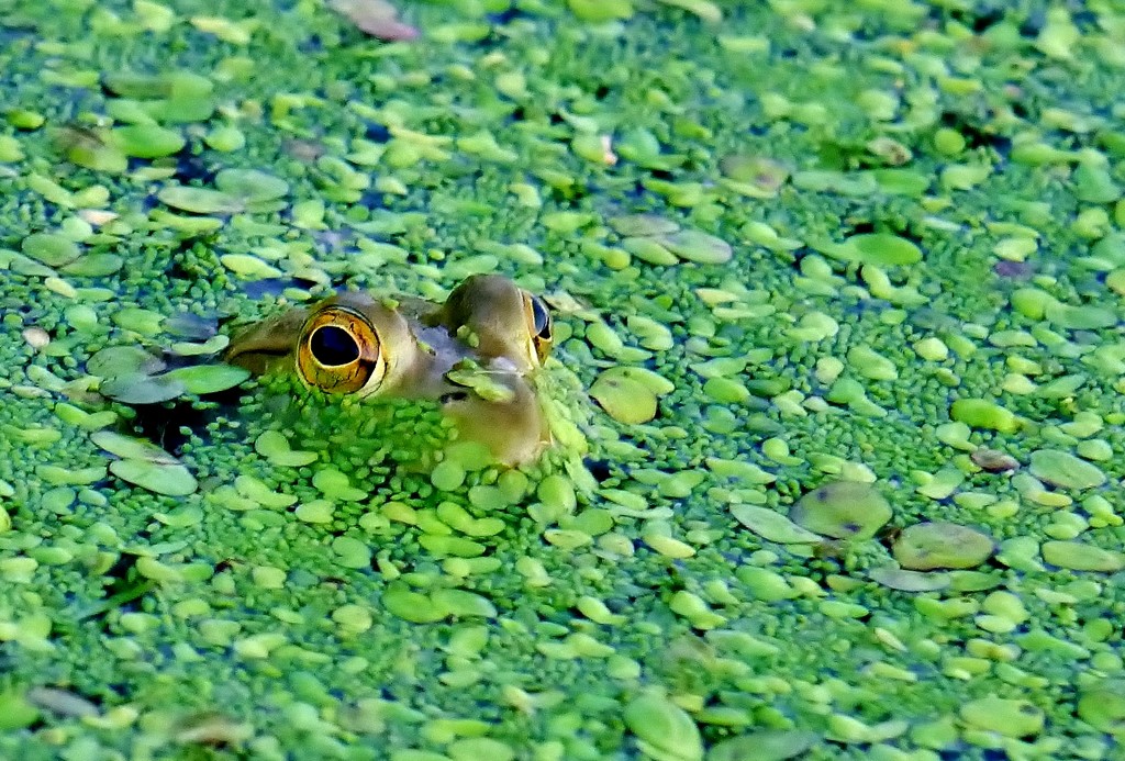  Frog Eyes by lynnz