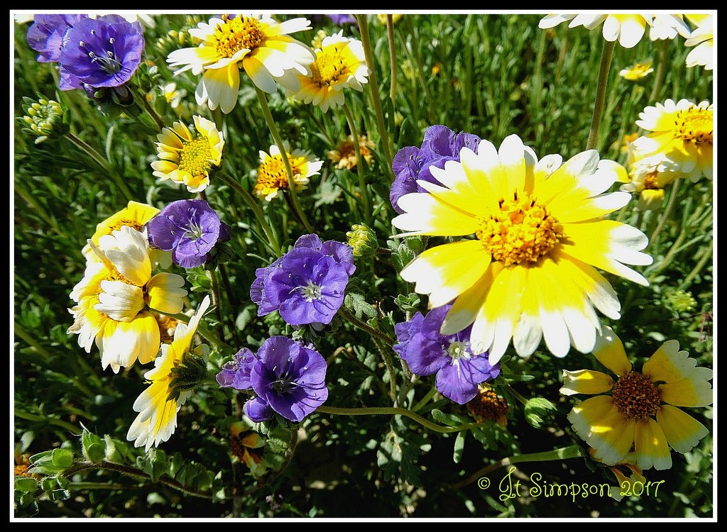 Tidy Tips and Heliotrope Wildflowers... by soylentgreenpics