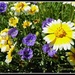 Tidy Tips and Heliotrope Wildflowers... by soylentgreenpics