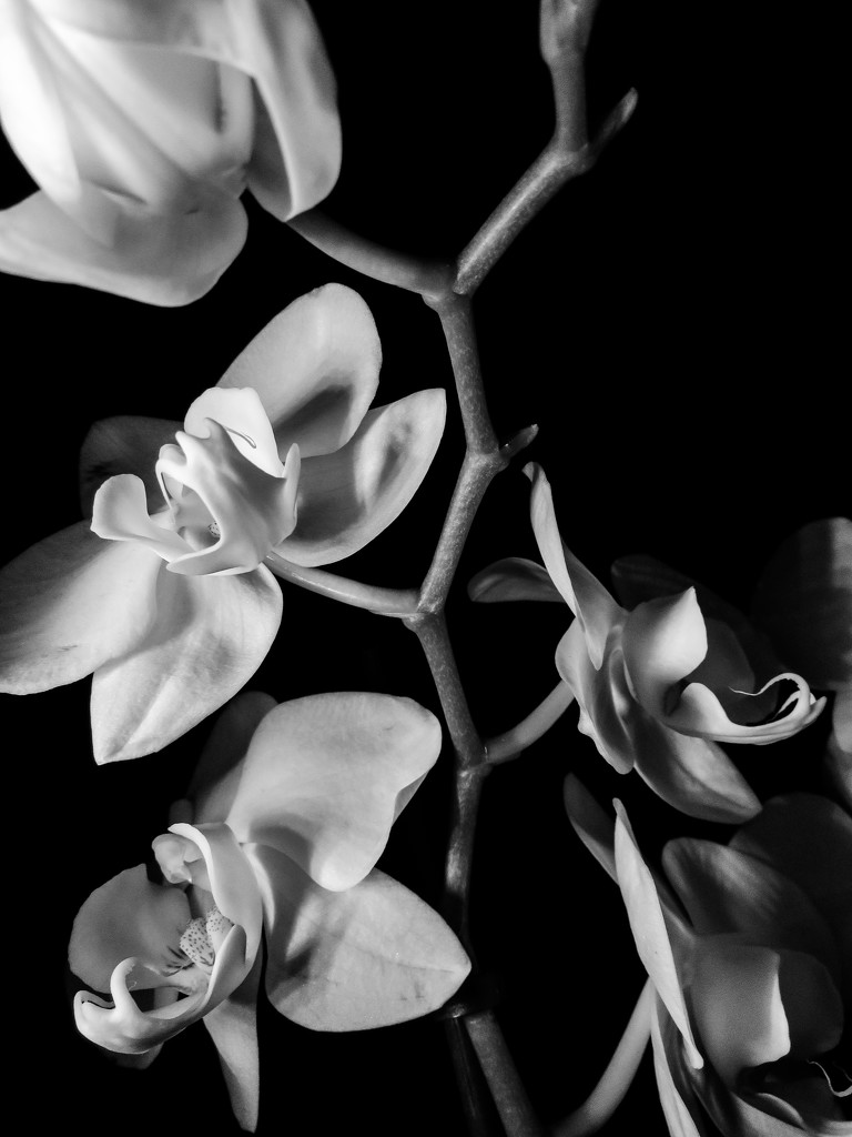 Orchid by m2016