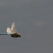 Dragonfly in Flight by padlock