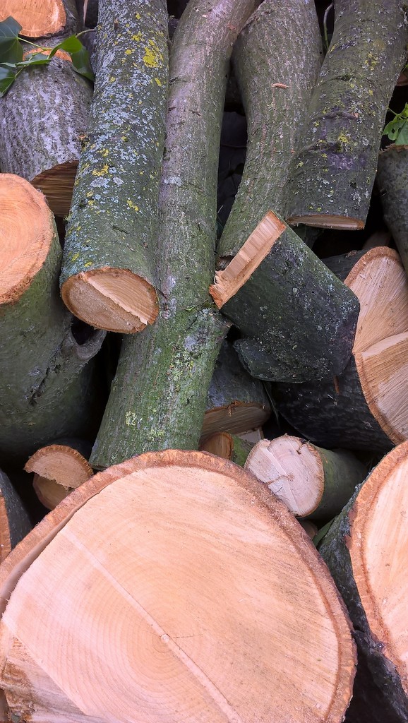 Timber!  by brennieb